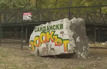 Мечката край зоокъта в Сандански още не е открита